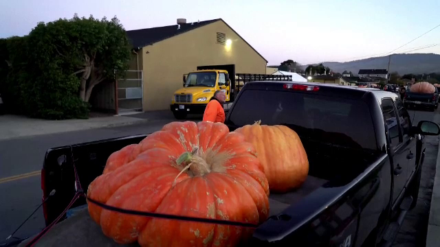 Un dovleac de aproape 1.000 de kilograme, câștigătorul unui concurs. Îi aparține unui pilot