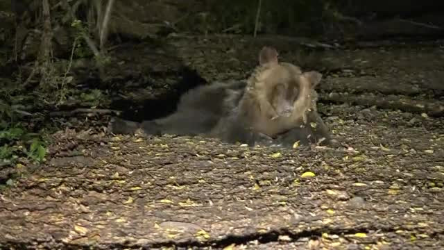 O ursoaică a fost capturată în apropierea staţiunii Sovata