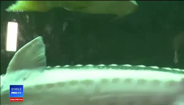 Secătuită de braconieri, una dintre comorile României este în mare pericol