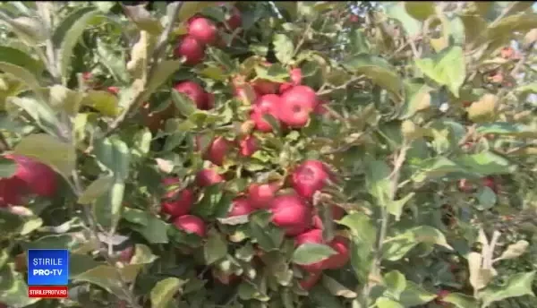 Un fermier a izbucnit în plâns în livadă. Tinerii noștri se duc la cules de fructe în Europa