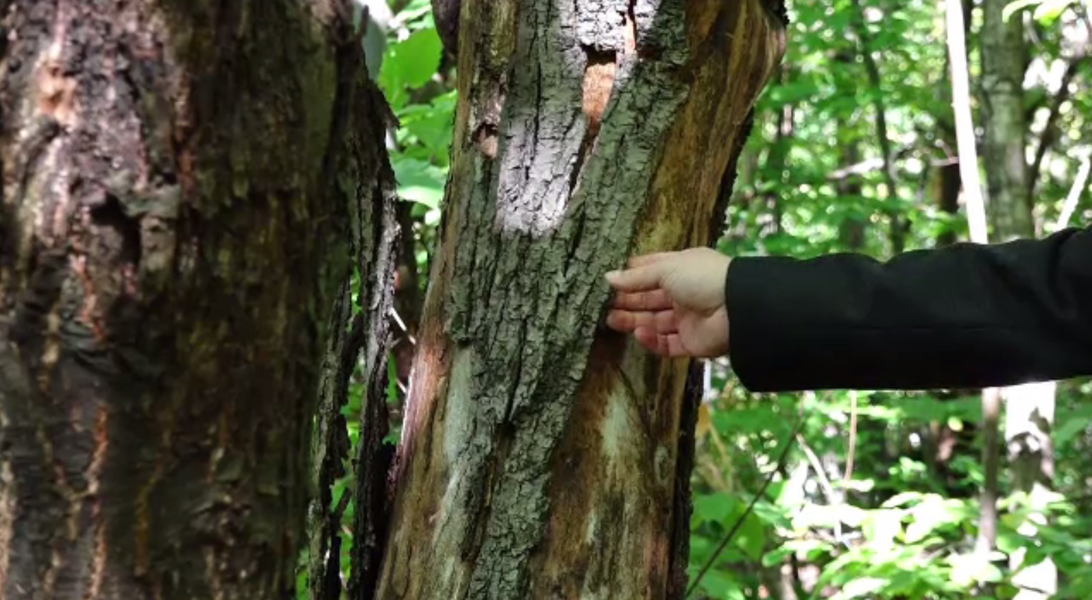 Specialiștii au găsit leac pentru cancerul castanului. Ciuperca s-a extins rapid în pădurile din România