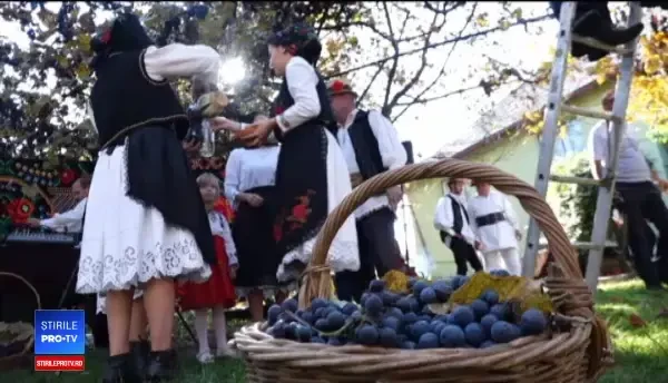 Obicei în Maramureș. Îmbrăcați în straie populare, oamenii ajută la culesul strugurilor