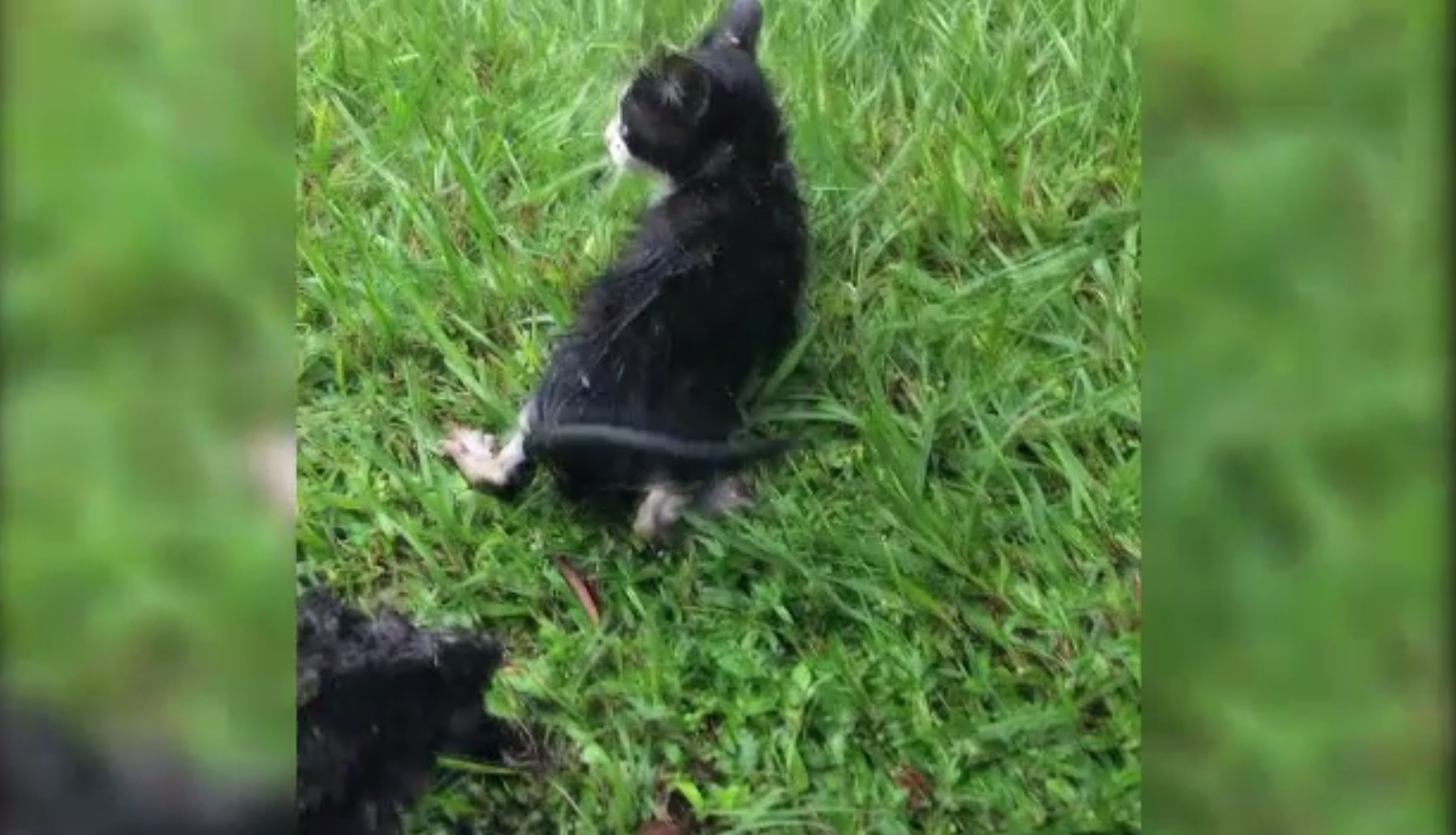 Un pui de pisică, salvat cu dificultate dintr-o canalizare. Cum au acționat pompierii