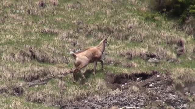 Reprezintă ”aurul” Munților Rodnei și atrag anual mii de turiști