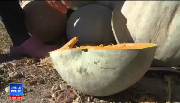 După o vară secetoasă, urmează o toamnă păguboasă pentru agricultori. Efectele negative