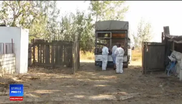 Testul împotriva pestei-porcine: porcii-santinelă trebuie să supraviețuiască 45 de zile