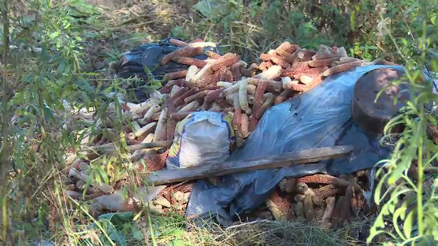 O bătrână a ars de vie în curtea casei, iar animalele din gospodărie i-au devorat trupul