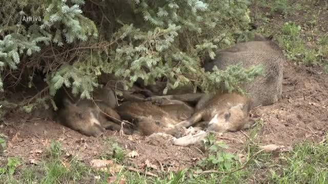 Recompense de sute de lei pentru cei care anunță unde sunt porci morți. Cu o condiție