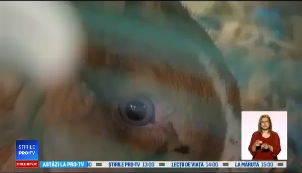 Casă abandonată, plină cu animale pentru piața neagră: Nu am văzut niciodată aşa ceva