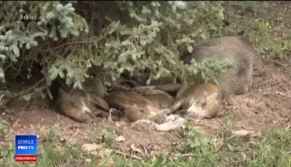 Recompense de sute de lei pentru cei care anunță unde sunt porci morți. Cu o condiție