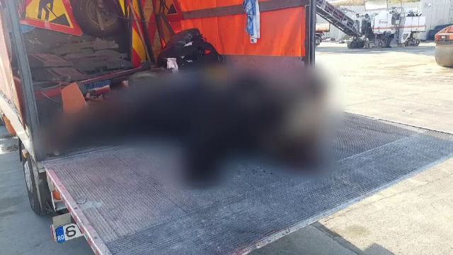 Al treilea urs ucis pe autostrada A1. A fost izbit de un TIR