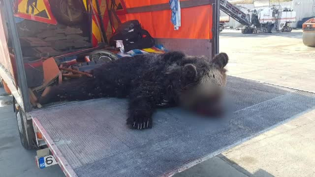 Pui de urs,mort după ce a fost lovit de două mașini pe A1. Își căuta mama