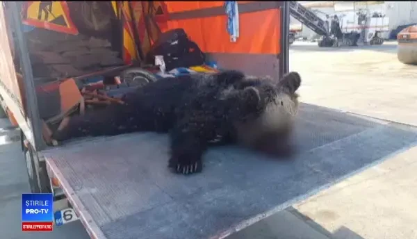 Pui de urs, mort după ce a fost lovit de două mașini pe A1. Își căuta mama