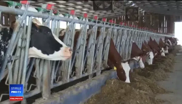 Au angajat roboți să aibă grijă de vaci, pentru că nu găsesc personal. ”Nu trebuie să stai cu gura pe ei”