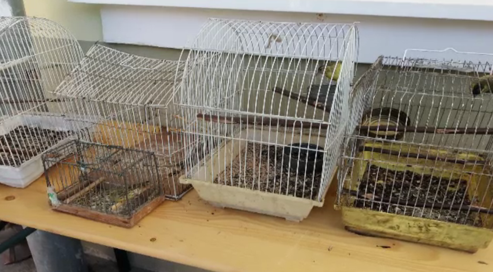 Braconajul păsărilor, afacere în floare în Mureș. Specii protejate de lege, găsite în colivii