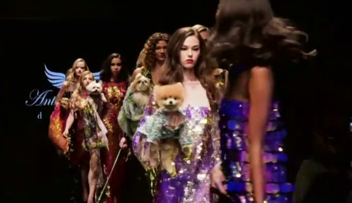 Căței îmbrăcați cu hăinuțe de lux, vedete la o prezentare de modă din Los Angeles