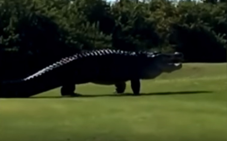 Filmare virală. Un aligator uriaș și-a făcut apariția pe un teren de golf din Florida