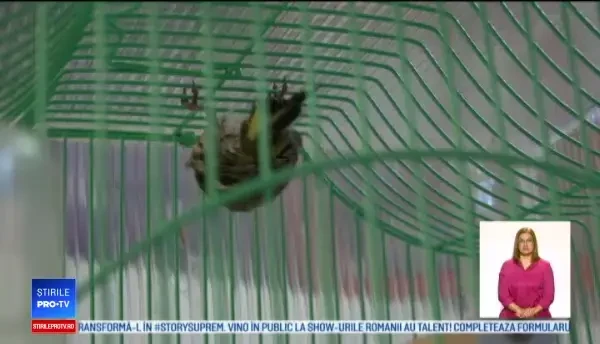 Braconajul păsărilor, afacere în floare în Mureș. Specii protejate de lege, găsite în colivii