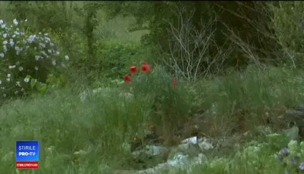 Bucureștiul, transformat într-o enormă groapă de gunoi. Soluţia primarilor: taxe noi