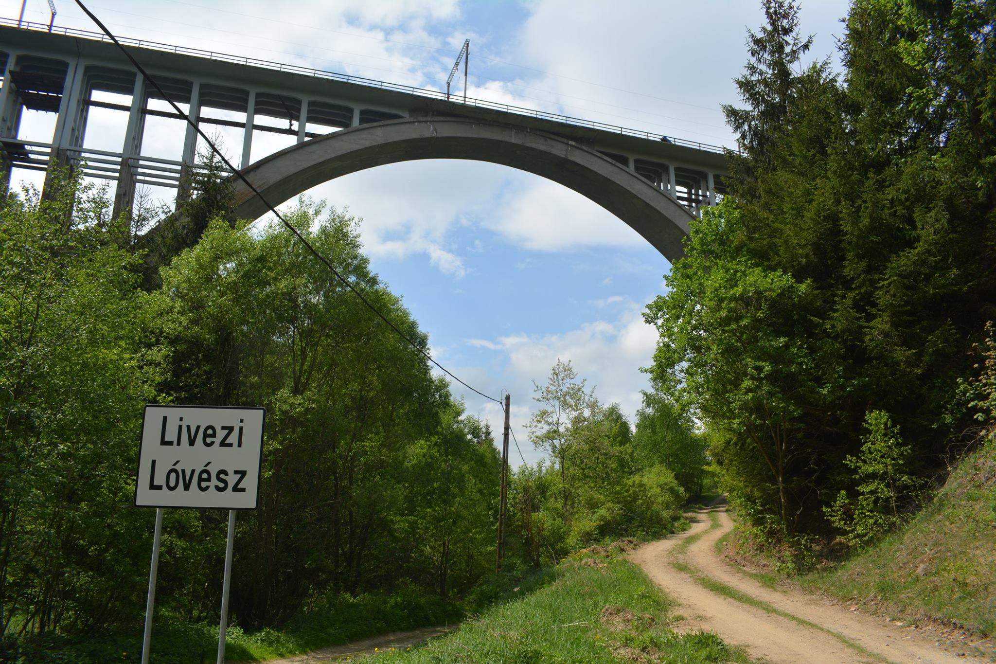 Trei urși au fost uciși de tren în comuna Livezi din Harghita
