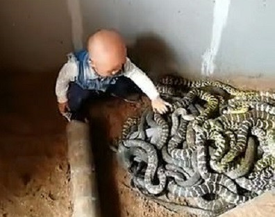 Cum reacționează un bebeluș după ce descoperă un cuib de șerpi. VIDEO