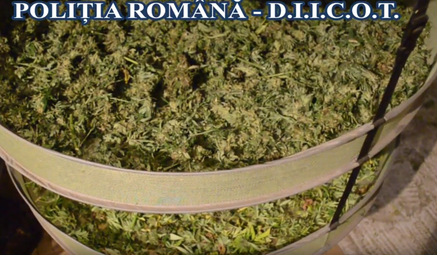 Zeci de kilograme de droguri, găsite într-o casă din Arad. Ce a păţit proprietarul