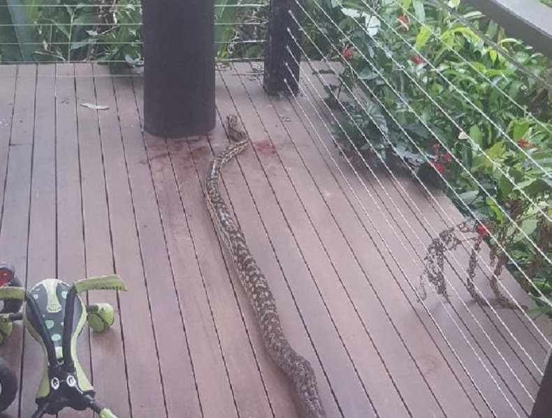 Un bătrân s-a luptat cu un piton de 4 metri care voia să-i mănânce nepotul