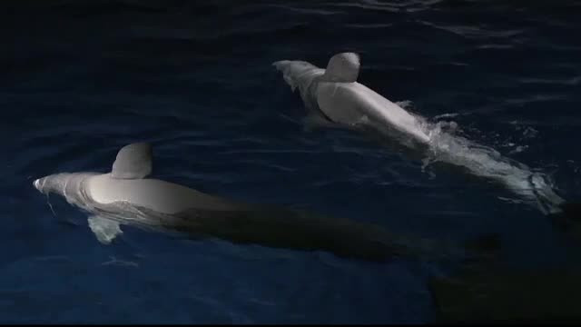 Primul sanctuar pentru balene Beluga. Turiștii le vor putea admira de aproape