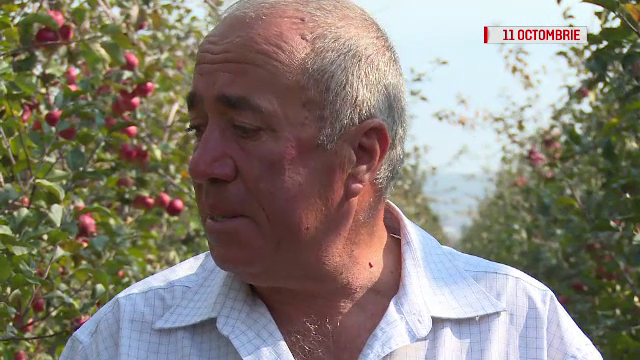 Gestul fermierului care a izbucnit în plâns pentru că nu avea cu cine să strângă merele din livadă