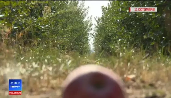 Fermierul din Argeş, care martuisea că nu găseşte mâna de lucru pentru adunatul merelor, a primit un ajutor impresionant