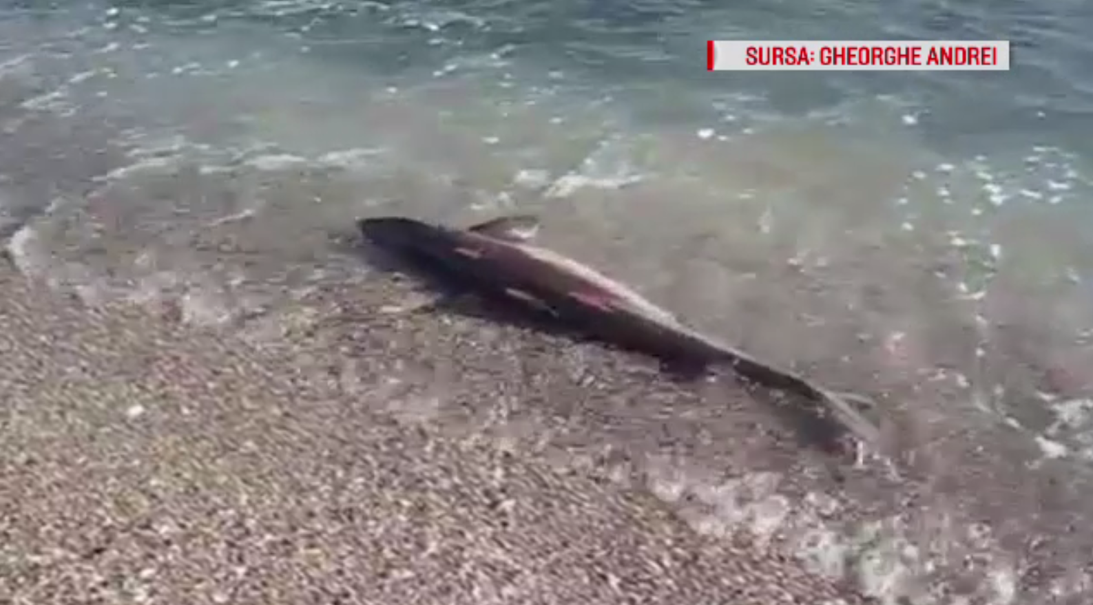 Fauna din Marea Neagră, tot mai săracă. Semnalul de alarmă tras de cercetători