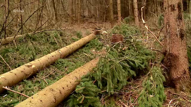 Proiect de lege: Tăierea sau scoaterea din rădăcini a arborilor, închisoare până la 5 ani
