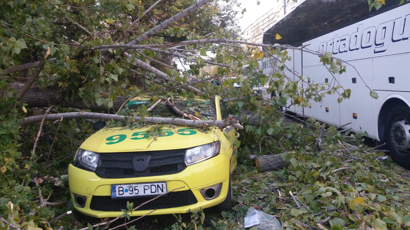 Bărbat rănit după ce un copac a căzut pe maşina în care se afla, în Capitală. VIDEO