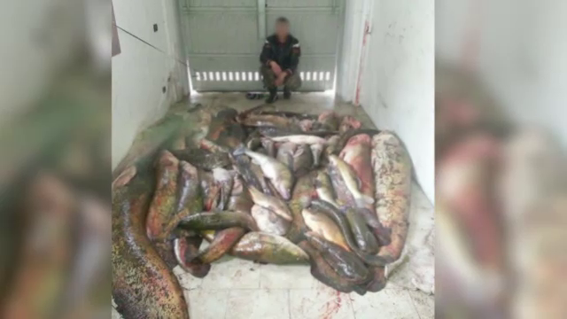 BRACONIERI FĂRĂ FRONTIERE, partea I. Cum au ajuns braconierii români să trimită pește contaminat în România