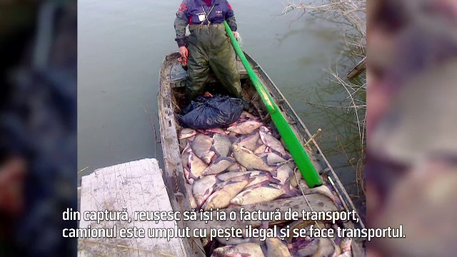 BRACONIERI FĂRĂ FRONTIERE, partea a II-a