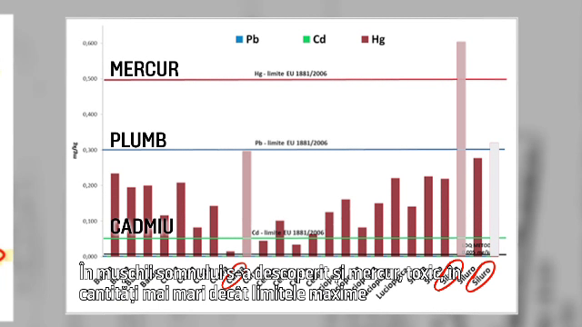 BRACONIERI FĂRĂ FRONTIERE, partea a III-a. Românii, îmbolnăviţi de peştele "albit în acte" şi adus din Spania şi Italia