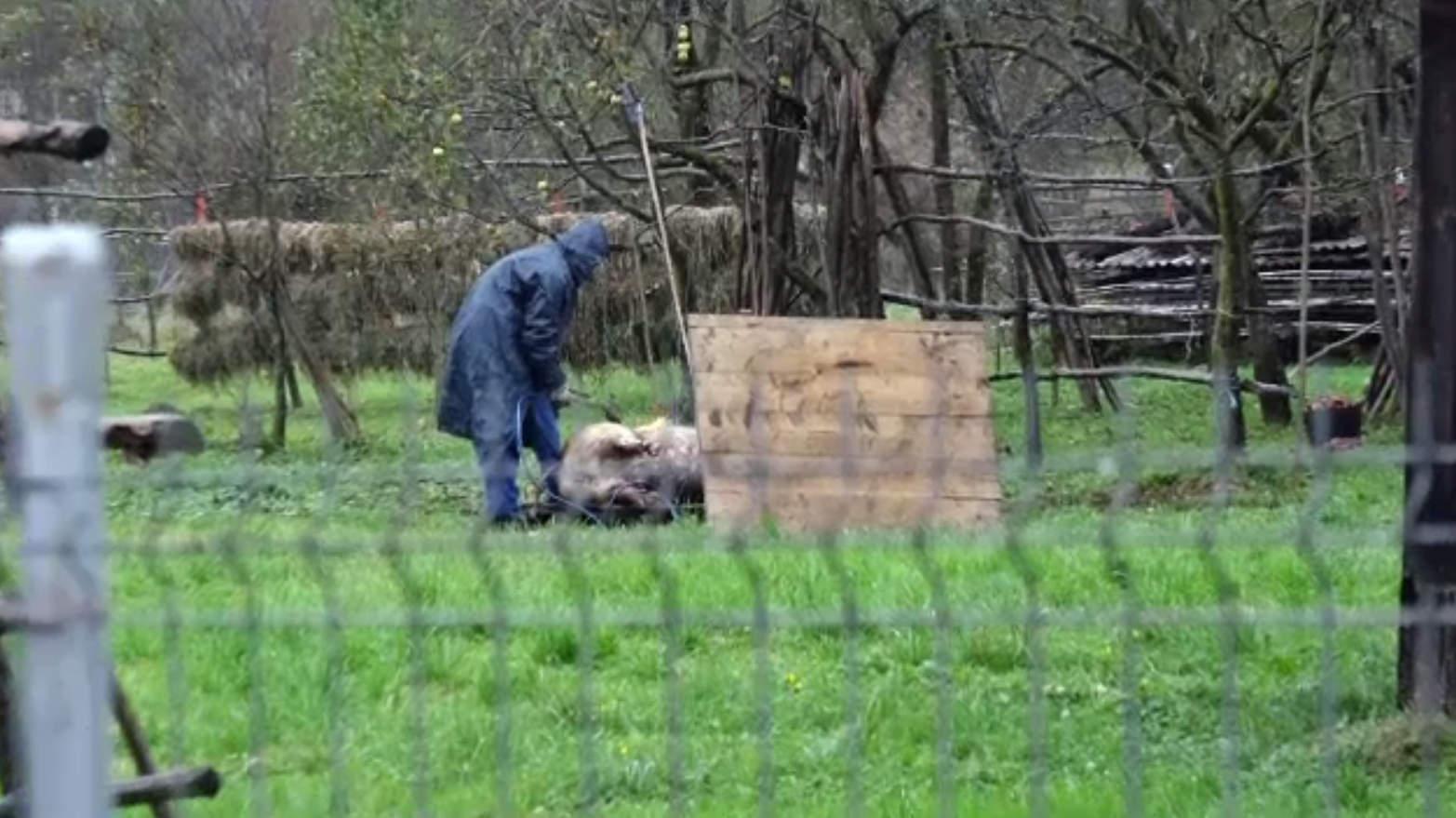 Inspectorii au intrat în gospodăria unui bărbat și i-au sacrificat porcii. De unde îi luase