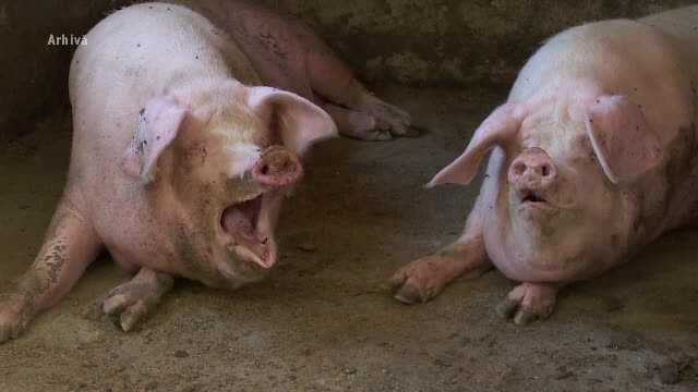 Anchetă în cazul fetiției desfigurate de porc. Mama este în stare de șoc