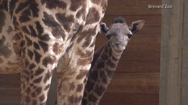 Sărbătoare la un zoo unde s-a născut un pui de girafă. Are 71 de kg