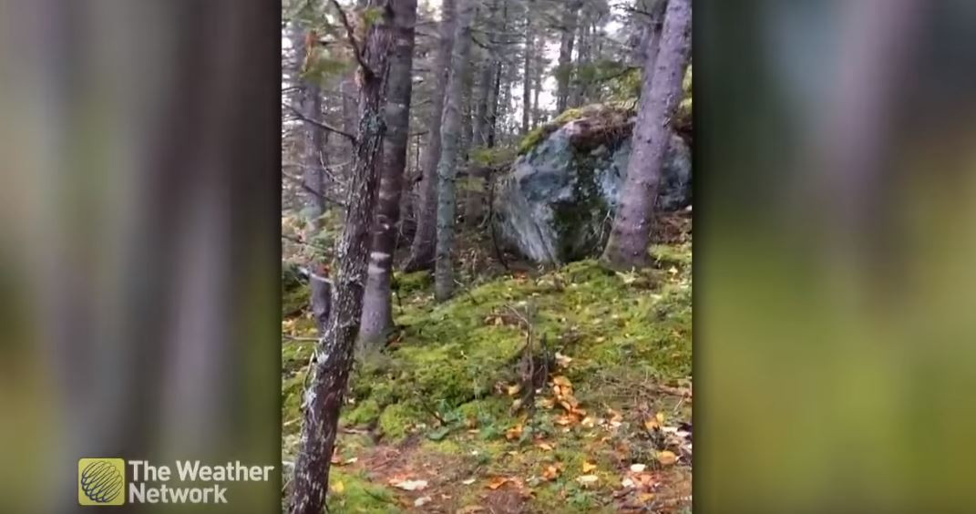 ”Pământul respiră”. Explicația pentru scenele ciudate filmate într-o pădure din Canada