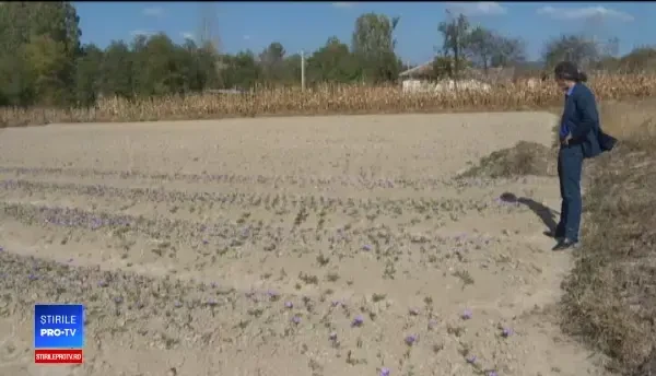 Se cultivă în România și pleacă la export. Aurul roșu care costă până la 30.000 de € kilogramul