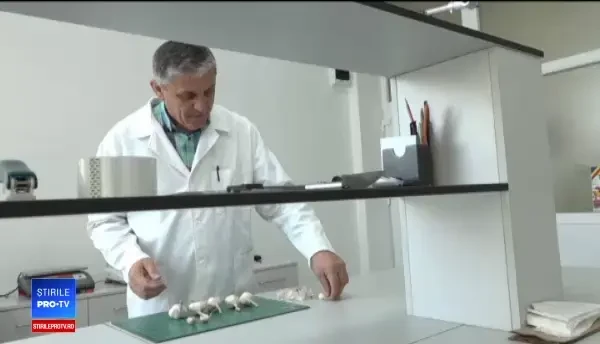 Mai mult usturoi românesc în pieţe, de anul viitor. Soiul Râmnicelu, salvat de cercetătorii din Buzău