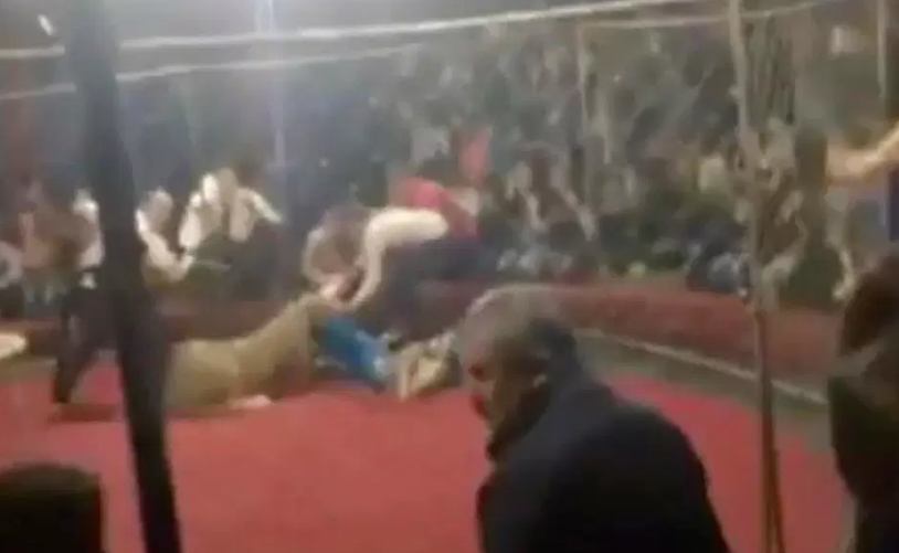 O leoaică a atacat o fetiță la circ. Momentul a fost filmat de un spectator