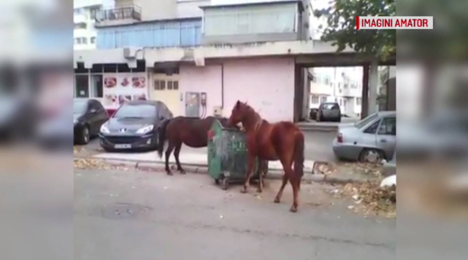 Doi cai au fost filmați în timp ce mâncau dintr-un tomberon, într-un cartier din Brăila