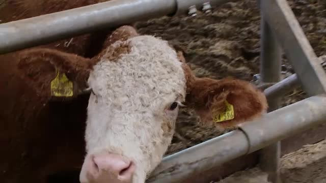 Daea promite bani pentru abatoare mobile. "Se poate obţine un cârnat în faţa clientului"