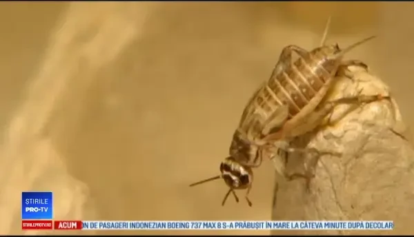 Elevii unei școli din Australia, încurajați să mănânce preparate care conțin gândaci sau viermi