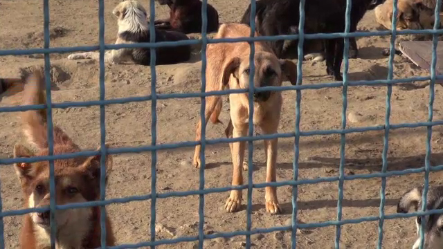 Adapost de caini Onesti