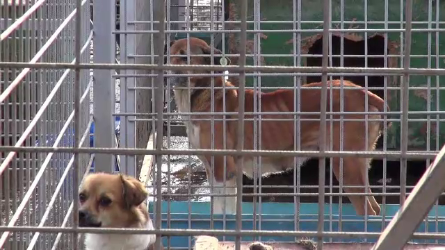 Adapost de caini Onesti