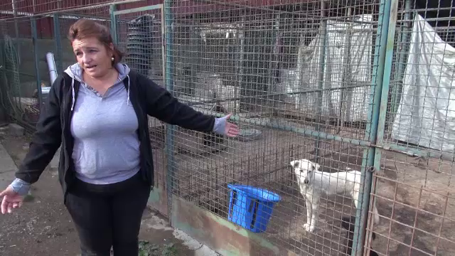 Adapost caini Onesti