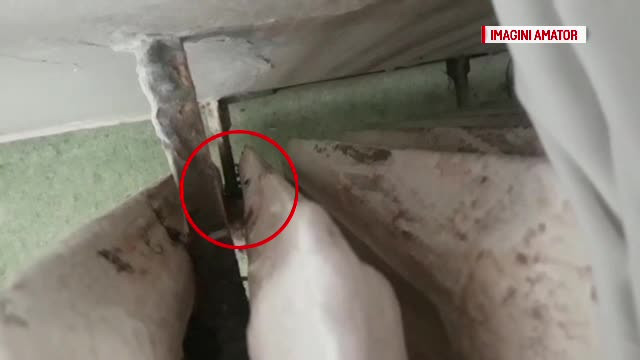 Părinţii luptă cu gândacii la un spital din Craiova. "Vin cu o boală şi pleacă cu 10"